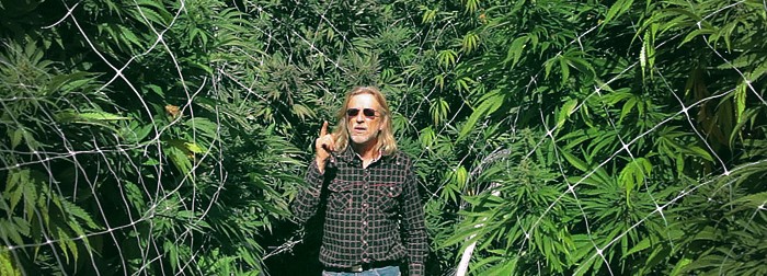 Как повысить урожайность конопли: основные техники