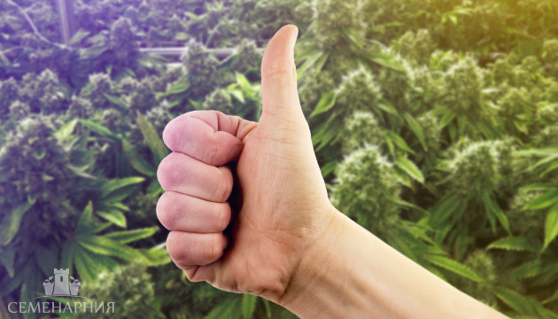 Польза из марихуаны