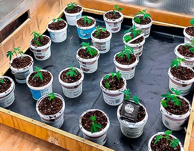 Ростки Godzilla Glue #4 от Herbies Seeds