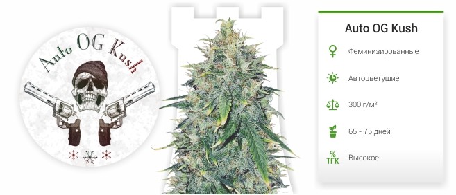 Auto OG Kush