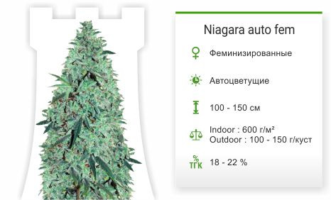 Niagara Auto fem от Doctor`s Choice