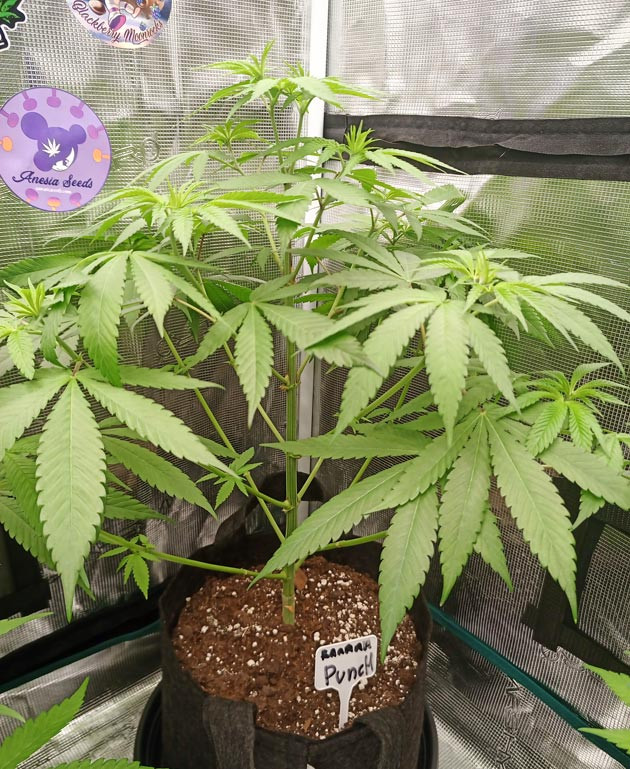 Куст Banana Punch от Barney's Farm на 7 неделе