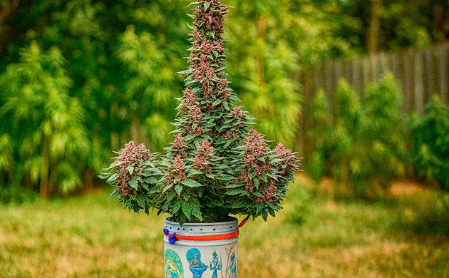 Строительные и хозяйственные ведра