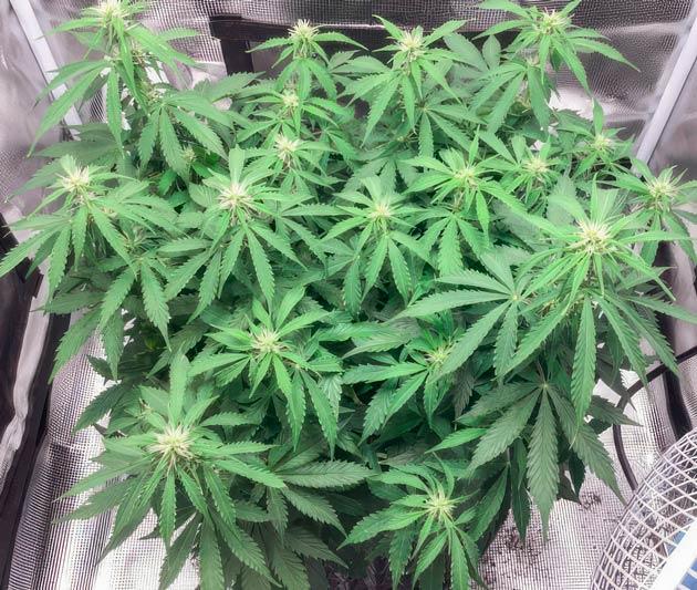 Куст Godzilla Cookies Auto на стадии цветения