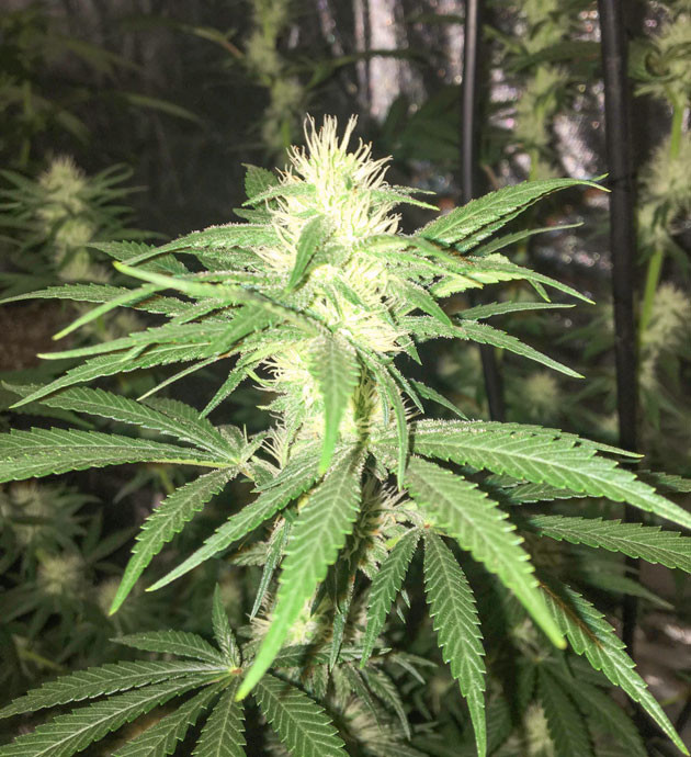 Соцветие на 10 и 11 неделях выращивания