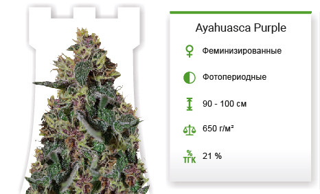 Сорт марихуаны Ayahuasca Purple Ayahuasca Purple от Barney's Farm