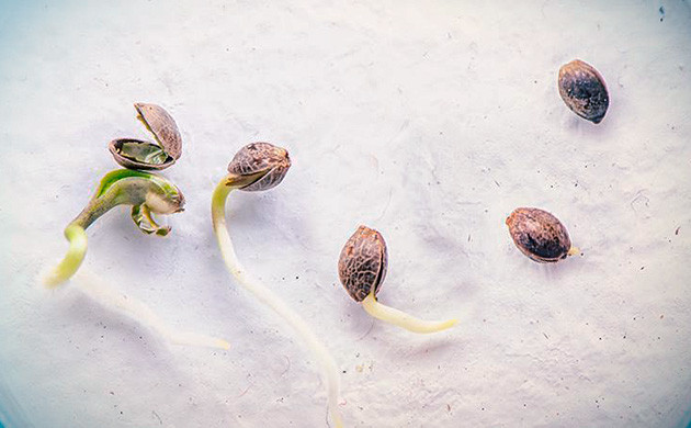 Проращивание в ватных дисках