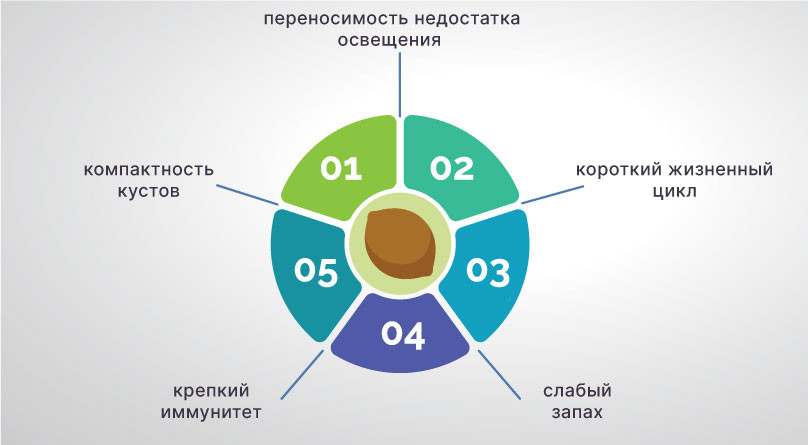 Семена конопли для выращивания на подоконнике