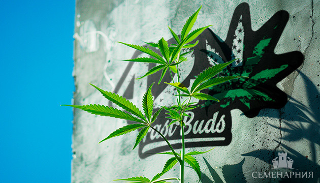 Новая коллекция семян конопли от FastBuds