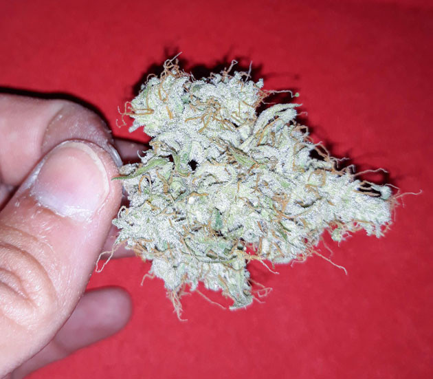 Сушка урожая и общие впечатления Соцветие Orange Sherbet Auto