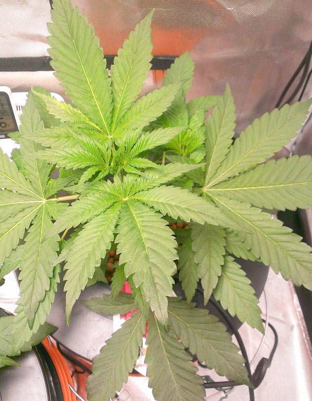 Куст Green Gelato от RQS на стадии вегетации