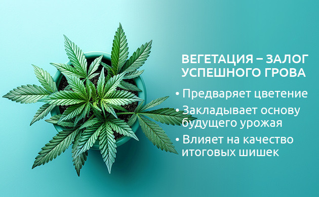 Продолжительность вегетации конопли Длительность вегетации