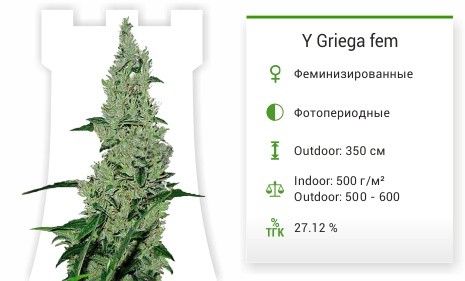 Y Griega (Medical Seeds)