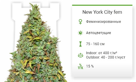 Сорт марихуаны Auto New York City Auto New York City от Pyramid Seeds