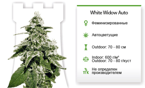 Сорт марихуаны White Widow Auto White Widow Auto от Green House Seeds