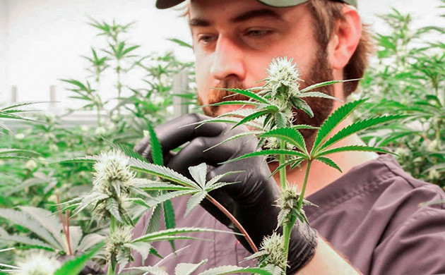 Преимущества удаления листьев с кустов каннабиса
