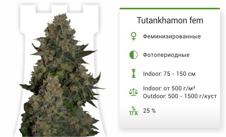 Сорт конопли Tutankhamon Tutankhamon
