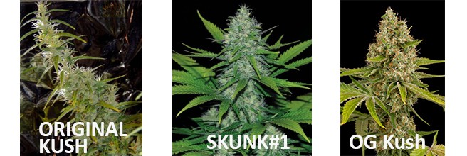 Улучшения качества каннабиса