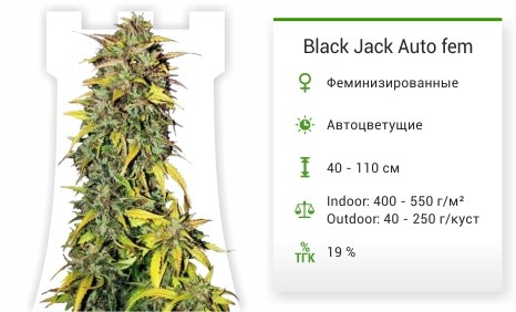 Black Jack Auto fem