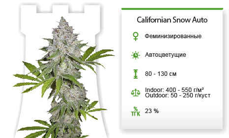 Сорт марихуаны Californian Snow Auto Californian Snow Auto от FastBuds