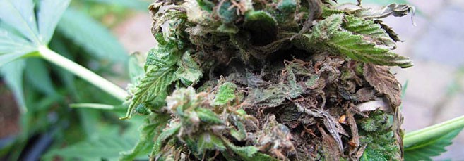 Серая гниль на конопле Серая гниль