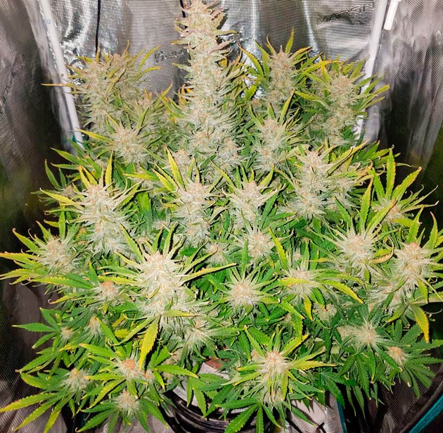 Подготовка к харвесту и аромат экзотических фруктов Куст Bruce Banner Auto на последней неделе выращивания