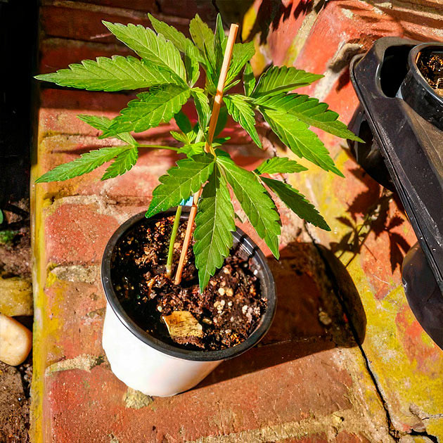 Куст Green Gelato в аутдоре