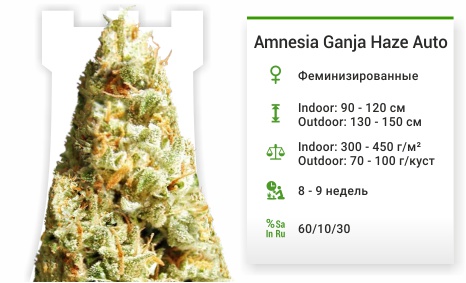 Amnesia Ganja Haze Auto