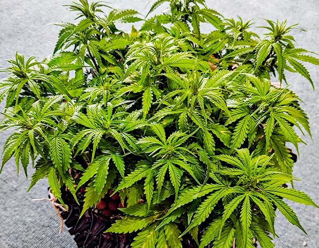 Куст Gorilla Glue Auto от FastBuds на 5-6 неделе