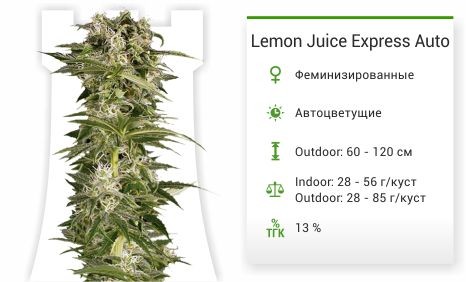 Lemon Juice Express Auto fem от Humboldt Seeds