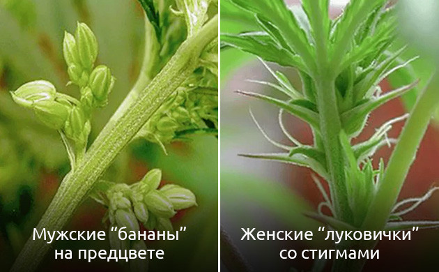 Мужские мешочки с пыльцой и женские предцветы