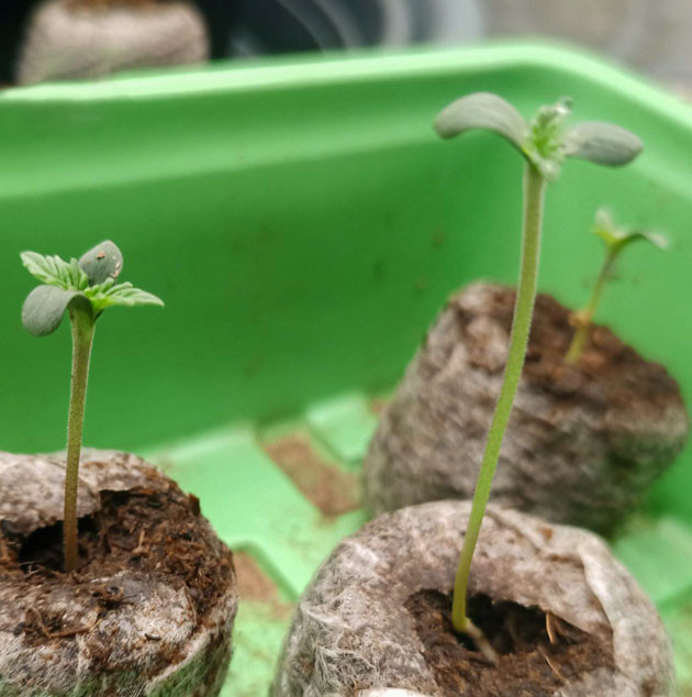 Ростки Banana Punch от сидбанка Barney's Farm