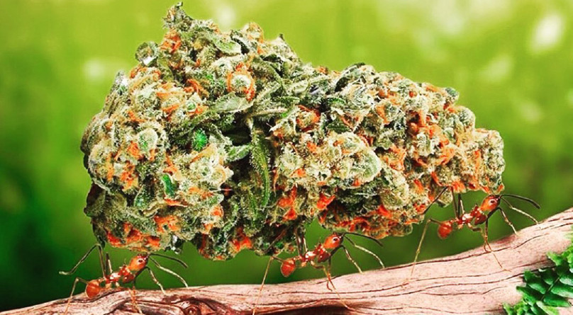 Большая шишка конопли