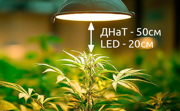 Как бороться со световым ожогом в индоре?