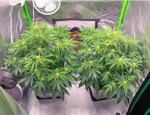 Кусты Apollo F1 Auto от Royal Queen Seeds на 6 неделе