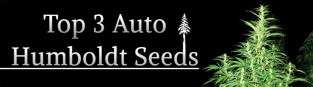 Humboldt Seeds auto auto humboldt seeds