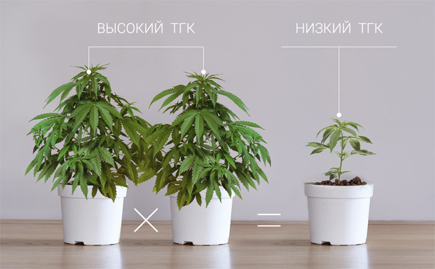 Высокий и низкий ТГК