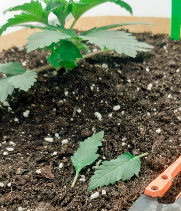 Куст Blackberry Moonrocks от AlphaFem Seeds на 3-4 неделе