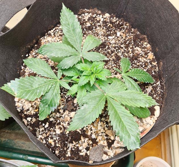 Растишка Auto Orange Bud от Dutch Passion на 4 неделе