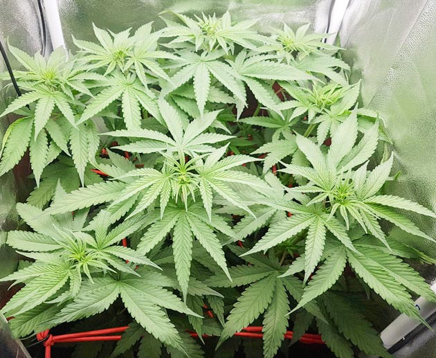 Куст конопли Sweet ZZ в тенте
