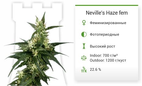Neville's Haze fem (Green House Seeds)