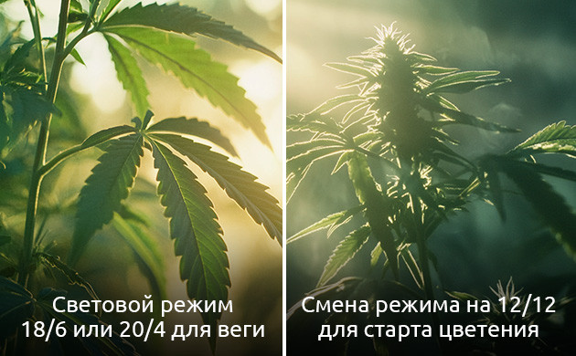 Световой режим для фотопериодной конопли