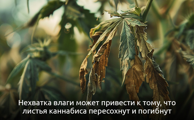 Признаки недостатка влаги