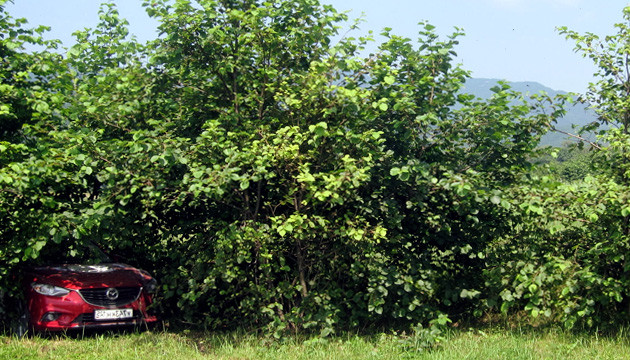 Спрятать средство передвижения