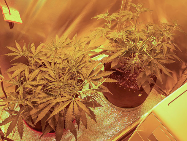 Цветение конопли Цветение на 5 неделе