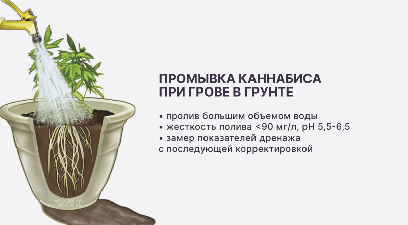 Выращивание в грунте и промывка конопли Промывка при грове в грунте