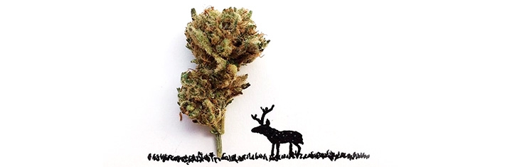 Малая доза конопли для творчества