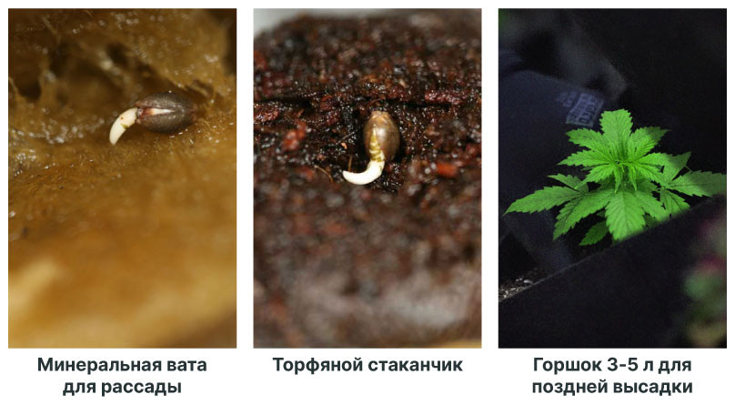 Выбор между возделыванием семян или готовых растений