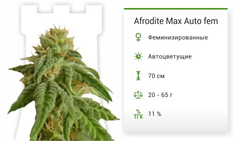 Afrodite Max Auto fem от Kannabia Seed Company