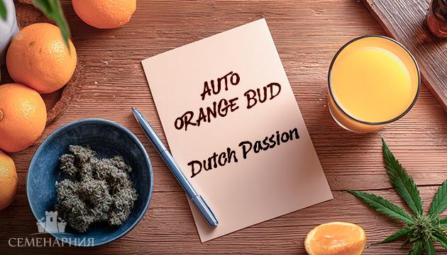 Выращивание сорта марихуаны Auto Orange Bud от Dutch Passion